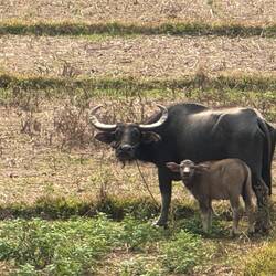 ... and gentle water buffalo! ...