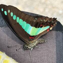 Common Bluebottle. Has one of most complex visual systems w/ at least 15 receptors to detect colours