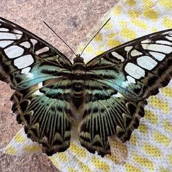 A clipper butterfly, 12cm wingspan, like a small bird.