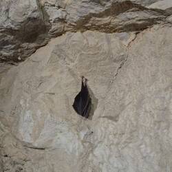 kleines Fledermäuschen in einer Höhle am schlafen 😴