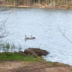 Wildgänsepaar mit Nachwuchs...