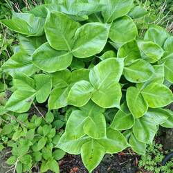 Japanische Kobralilie, leider noch nicht in Blüte