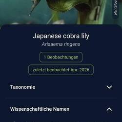 Hier ein Foto aus der Blumen App