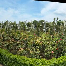 A new rose garden