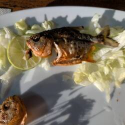 Piranhas 🐟selbst geangelt