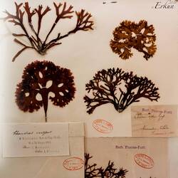 Red alga specimens from the 1800s; used in food preparation ... Botanical Museum @ Orto Botanico.