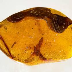 Natural amber with inclusion of winged ants & Diptera (25 million years old) ... Orto Botanico.