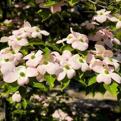Flowering dogwood @ Orto Botanico — Padova, Italy.