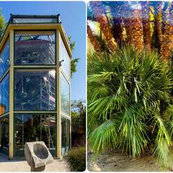 Known as Goethe's Palm, this dwarf palm is the oldest plant at Orto Botanico (planted in 1585).