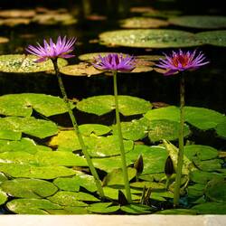 Lily pond at the Biodiversity Garden ... Orto Botanico — Padova, Italy.
