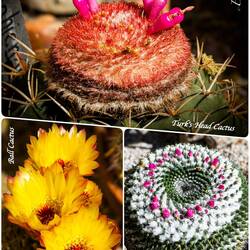 Blooming cacti ... Orto Botanico — Padova, Italy.