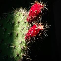 Prickly pear cactus ... Orto Botanico — Padova, Italy.