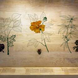 L to R: Rubber (Amazon); Cotton ("Blues" plant from Mississippi); Hemp (once known as green gold).
