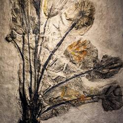 Reproduction of the fossil palm Latanites maximiliani De Visiani (1867) ... Orto Botanico.