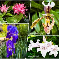 Flowering plants ... a pop of color ... Orto Botanico — Padova, Italy.