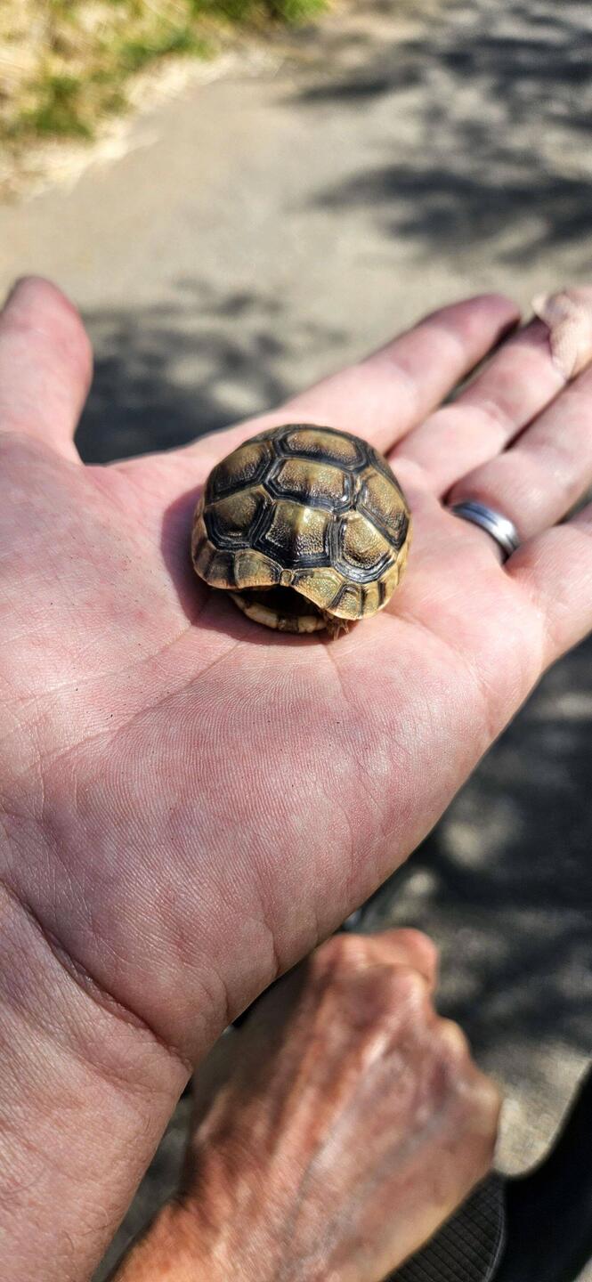 Babyschildkröte