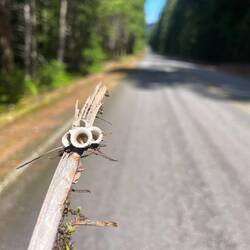 Funny little fungus