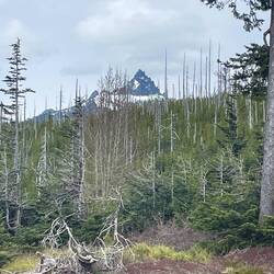 3 fingered jack
