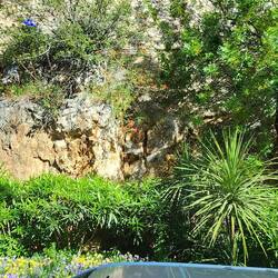 Vegetation grows everywhere