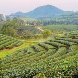 Fancy a brew?! Planted tea terraces
