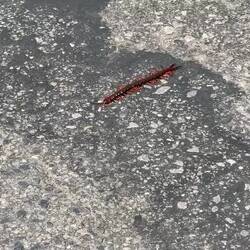A centipede (given room) of about 25cm in length, rushes along the road.