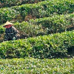 Picking the tea. The ladies working hard