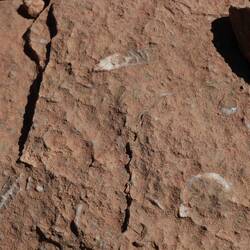 Fossilien