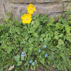 Welsh Poppies with forget-me-nots against a stone wall