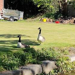 Canadian Geese and their three goslings at the bottom of someone's garden