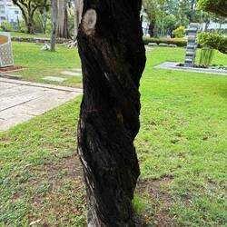 A park of manipulated trees