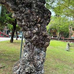 I'm still searching for the name of this deformed (on purpose?) tree