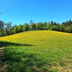 Wiese mit blühendem Löwenzahn, eine Bienen- und Augenweide