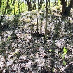 Der Waldboden ist mit weißem Flaum bedeckt