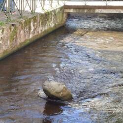 Krokodil im Fluss