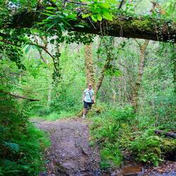 Wie im Urwald