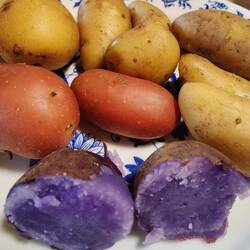 Super leckere alte Kartoffelsorten