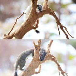 Größenvergleich von Ermy und Ermine