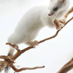 So sah Ermine noch am 16. April aus