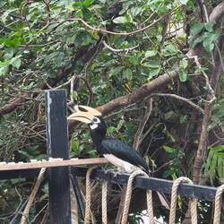 Hornbill