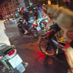 Verrückte Welt - Hund auf dem Roller