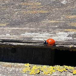 Der erste Marienkäfer 🐞☺️