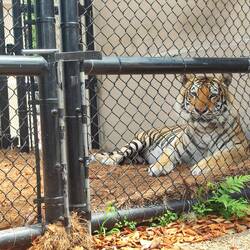 "Mike" - Maskottchen der Tigers