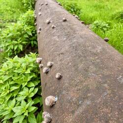 So many snails!