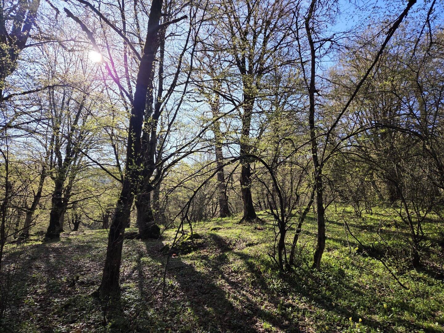 Beautiful morning at our forest campsite!