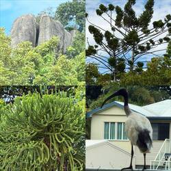 Strange rocks, birds and plants.
