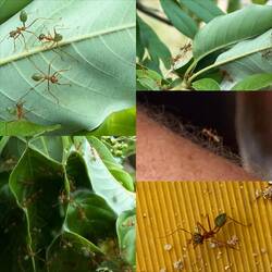 Our guide brought these ants on the bus for us to view up close - no thank you!