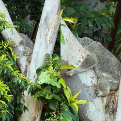Our first koala spotting!