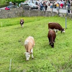 Finally found some cows with bells. Right next to our hotel. But not for long.