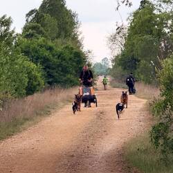 Pilgrim with four dogs