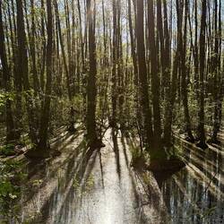 Utzenteicher Sumpf